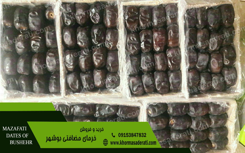 فروش خرما مضافتی بوشهر