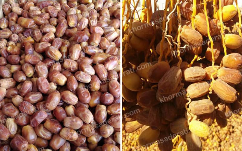 قیمت خرما زاهدی در بازار