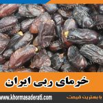 خرید عمده خرمای ربی ایران