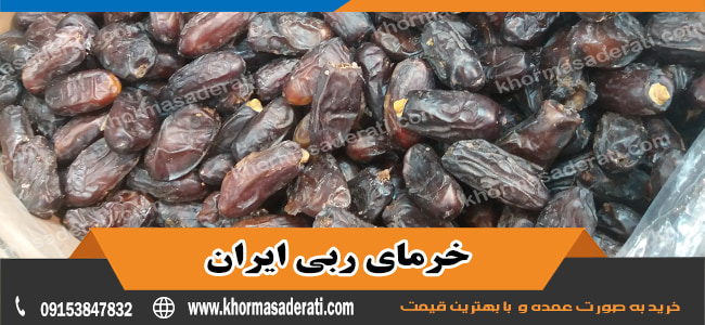 خرید عمده خرمای ربی ایران