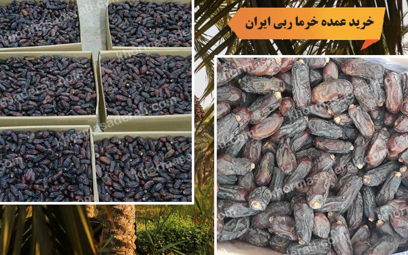 خرید خرما ربی ایران